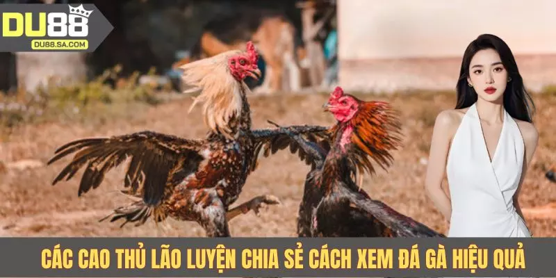 Các cao thủ lão luyện chia sẻ cách xem đá gà hiệu quả Các cao thủ lão luyện chia sẻ cách xem đá gà hiệu quả