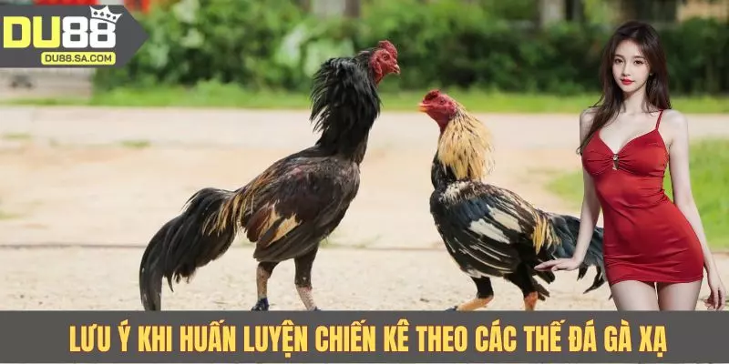 Lưu ý khi huấn luyện chiến kê theo các thế đá gà xạ Lưu ý khi huấn luyện chiến kê theo các thế đá gà xạ