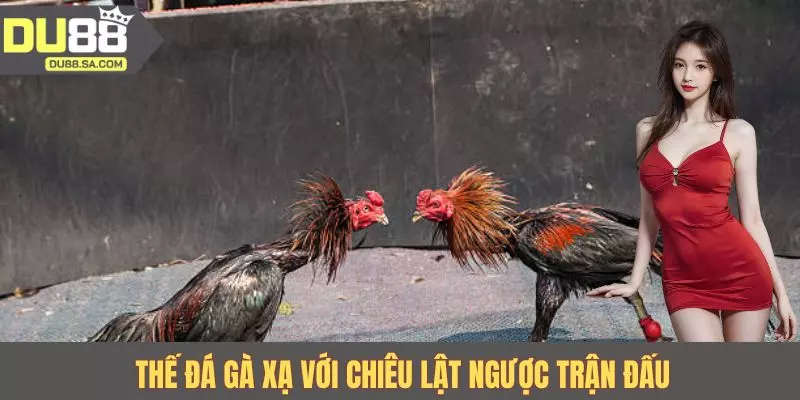 Thế đá gà xạ với chiêu lật ngược trận đấu Thế đá gà xạ với chiêu lật ngược trận đấu
