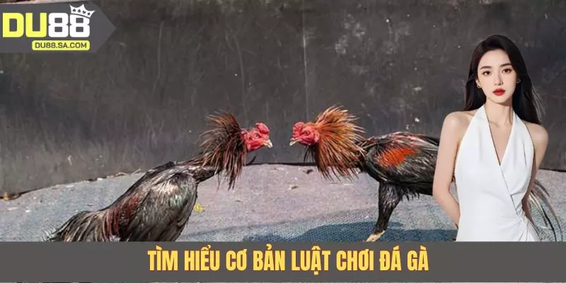 Tìm hiểu cơ bản luật chơi đá gà Tìm hiểu cơ bản luật chơi đá gà